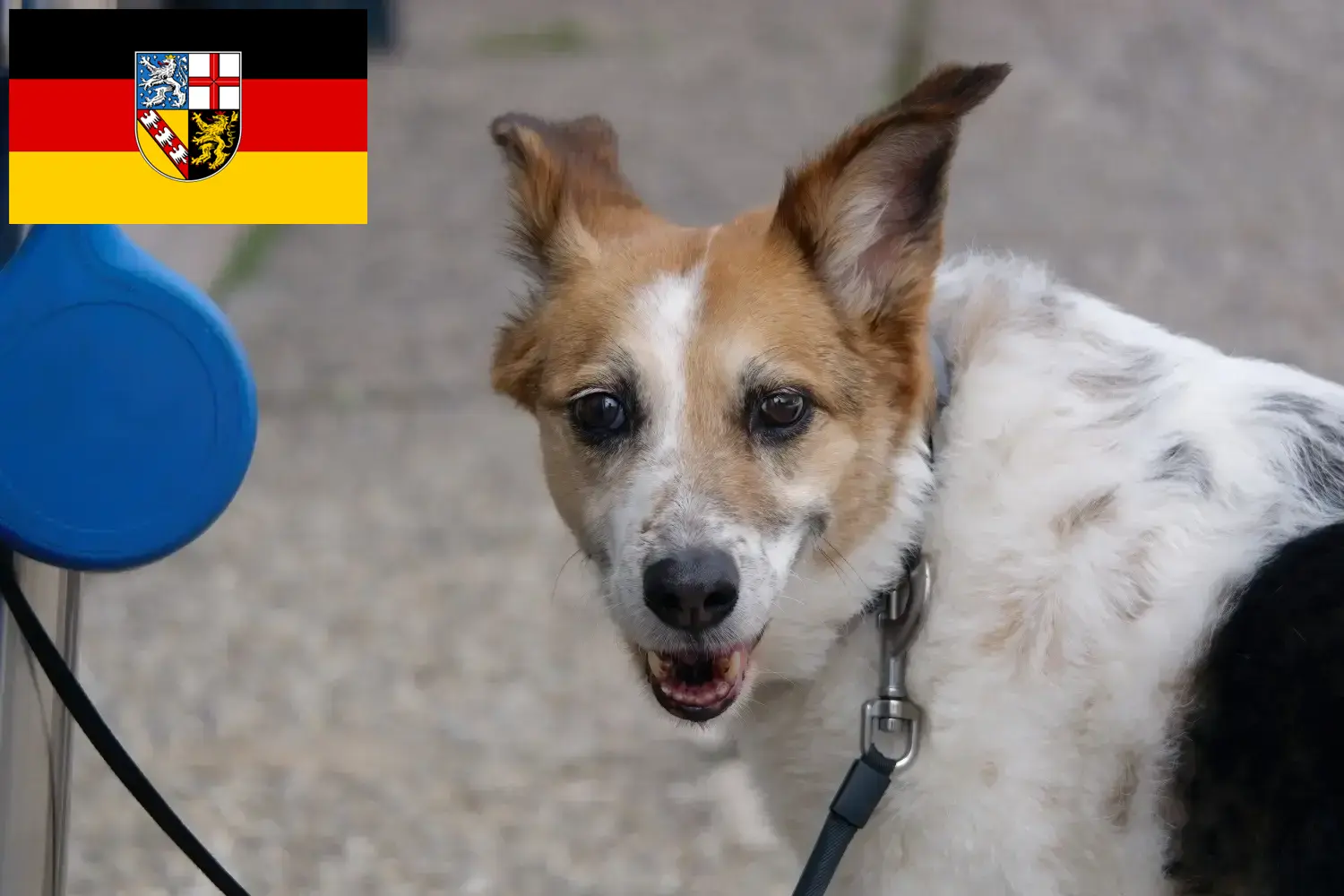Read more about the article Norrbottenspitz tenyésztők és kölykök Saarlandban