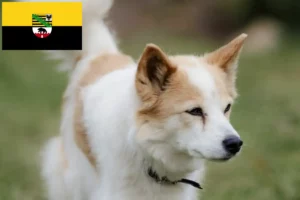 Read more about the article Norrbottenspitz tenyésztők és kiskutyák Szász-Anhaltban