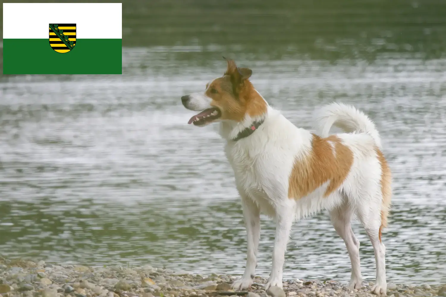 Read more about the article Norrbottenspitz tenyésztők és kiskutyák Szászországban