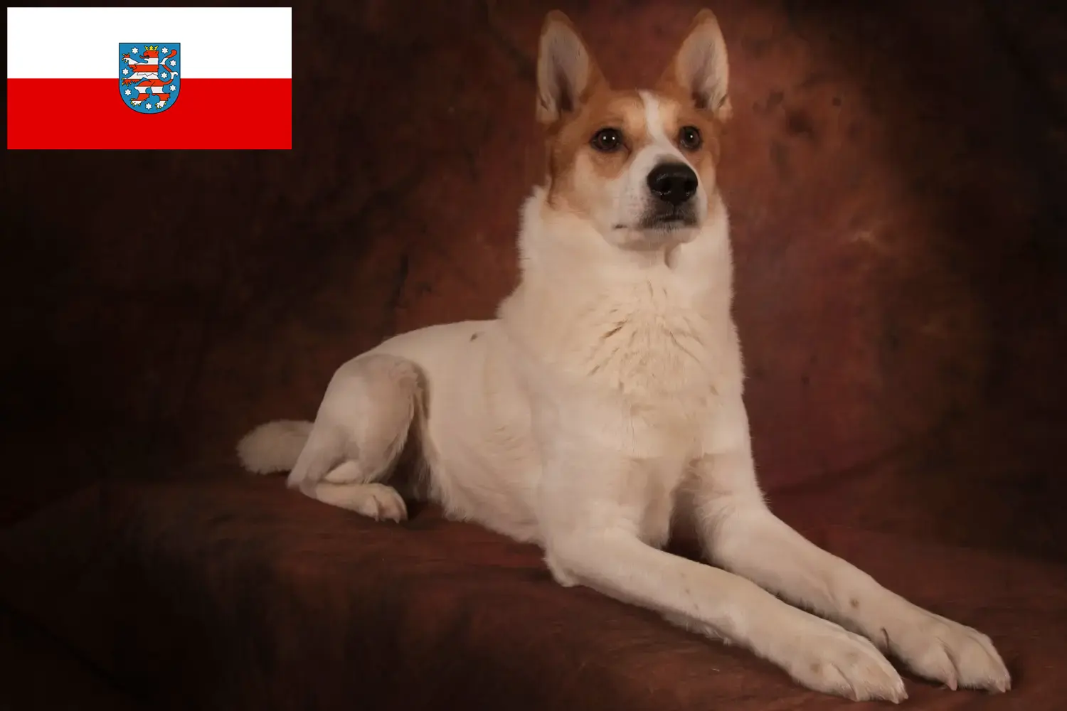 Read more about the article Norrbottenspitz tenyésztők és kölykök Türingiában
