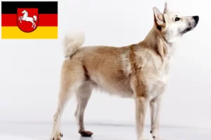 Read more about the article Norvég Buhund tenyésztők és kiskutyák Alsó-Szászországban