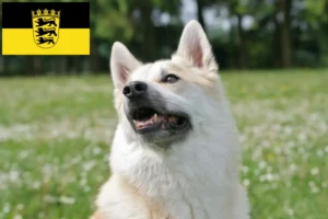 Read more about the article Norvég Buhund tenyésztők és kölykök Baden-Württembergben