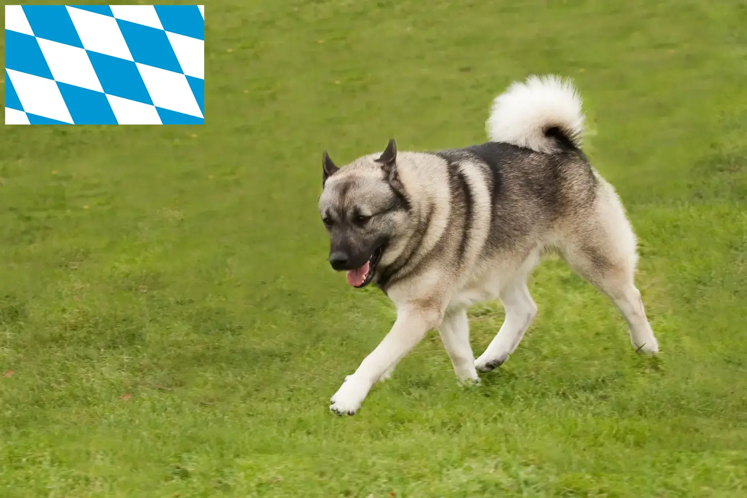Read more about the article Norvég Buhund tenyésztők és kiskutyák Bajorországban