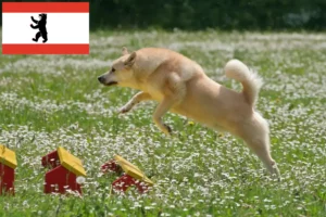 Read more about the article Norvég Buhund tenyésztő és kölykök Berlinben