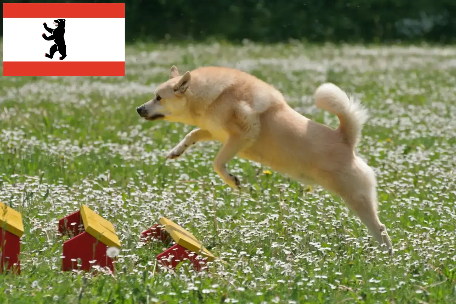Read more about the article Norvég Buhund tenyésztő és kölykök Berlinben