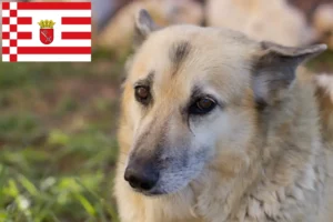 Read more about the article Norvég Buhund tenyésztő és kölykök Brémában