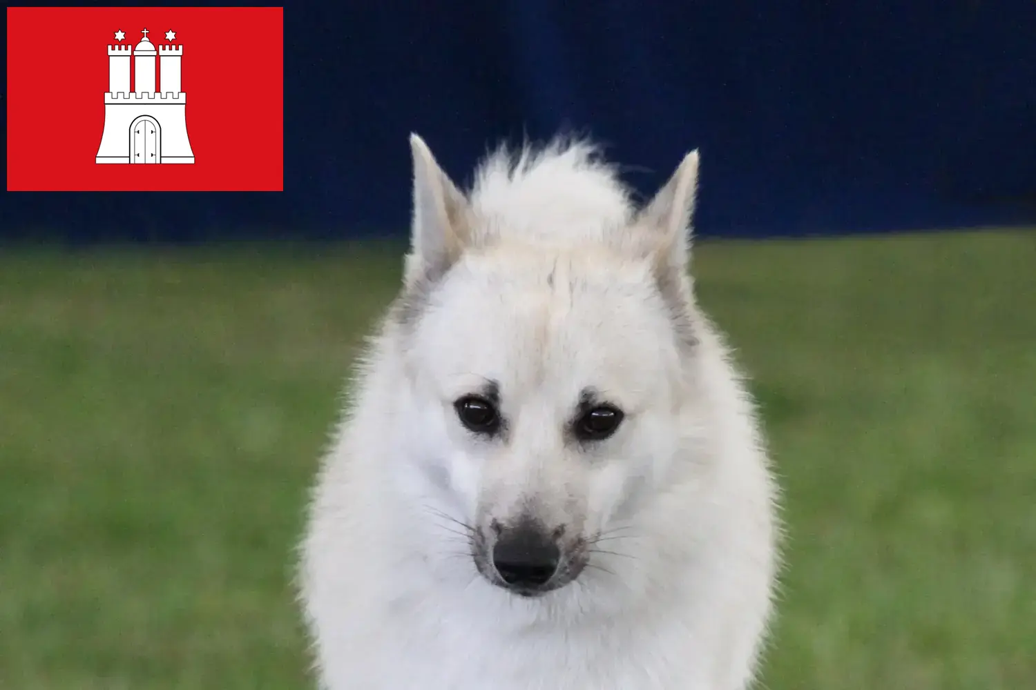 Read more about the article Norvég Buhund tenyésztő és kölykök Hamburgban