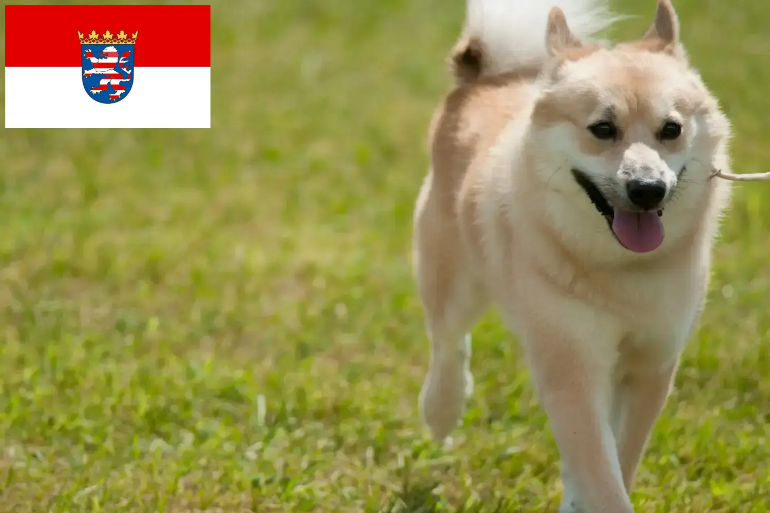 Norvég Buhund kiskutyák és tenyésztők Hesse Itt talál norvég buhunde tenyésztőket Hessenben.