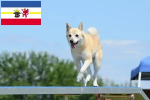 Read more about the article Norvég Buhund tenyésztők és kölykök Mecklenburg-Vorpommernben