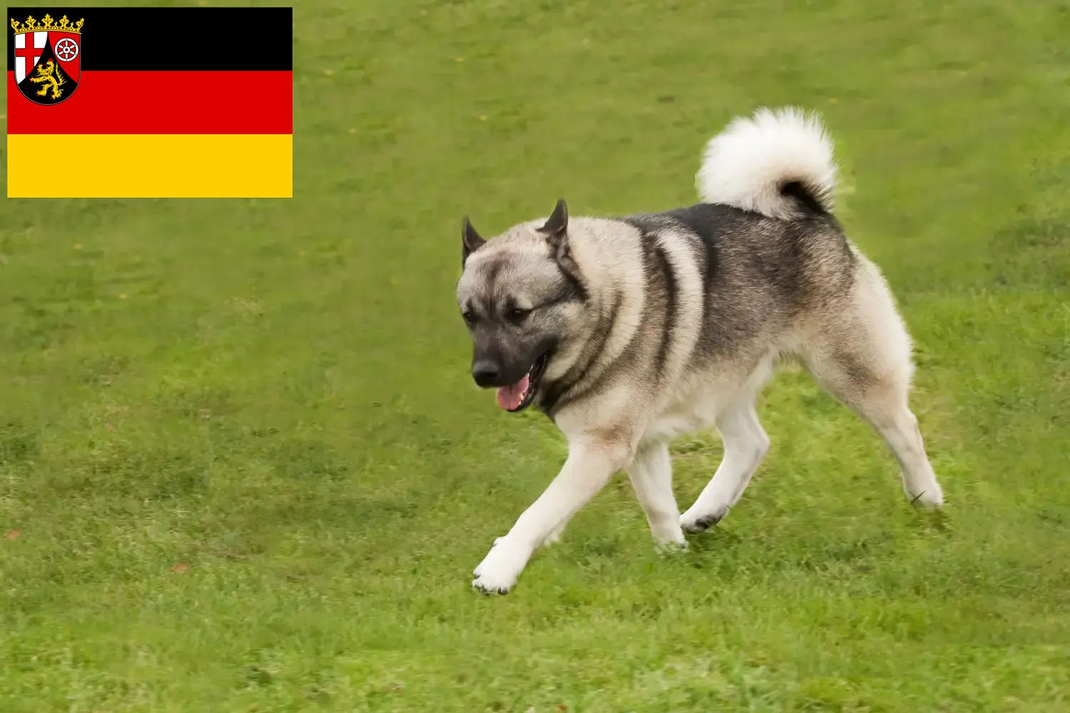 Norvég Buhund kölyökkutyák és tenyésztők Rajna-vidék-Pfalz Itt talál norvég buhunde tenyésztőket Rajna-vidék-Pfalzban.