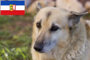 Read more about the article Norvég Buhund tenyésztők és kiskutyák Schleswig-Holstein tartományban