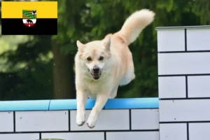 Read more about the article Norvég Buhund tenyésztők és kölykök Szász-Anhaltban