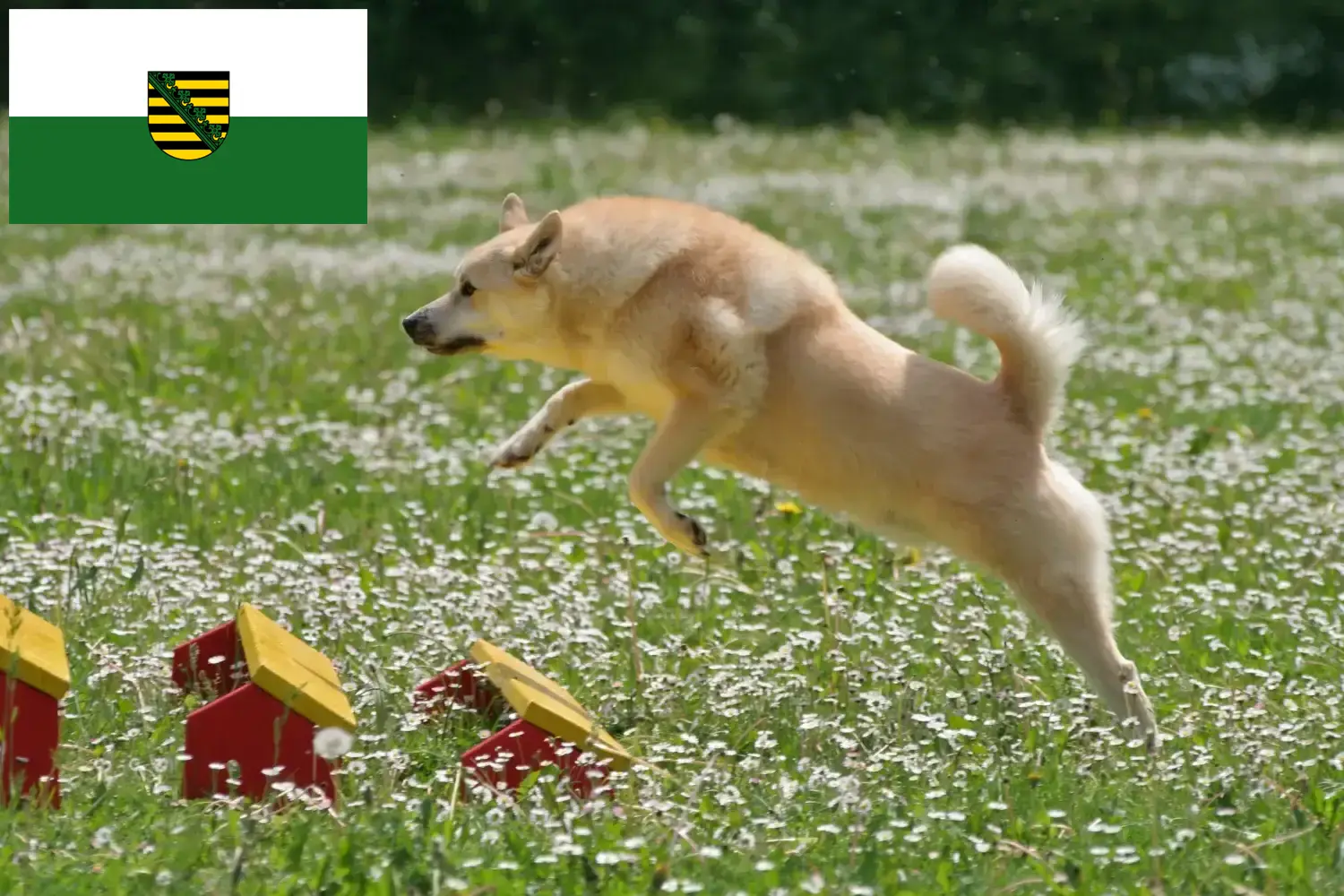 Read more about the article Norvég Buhund tenyésztők és kölykök Szászországban