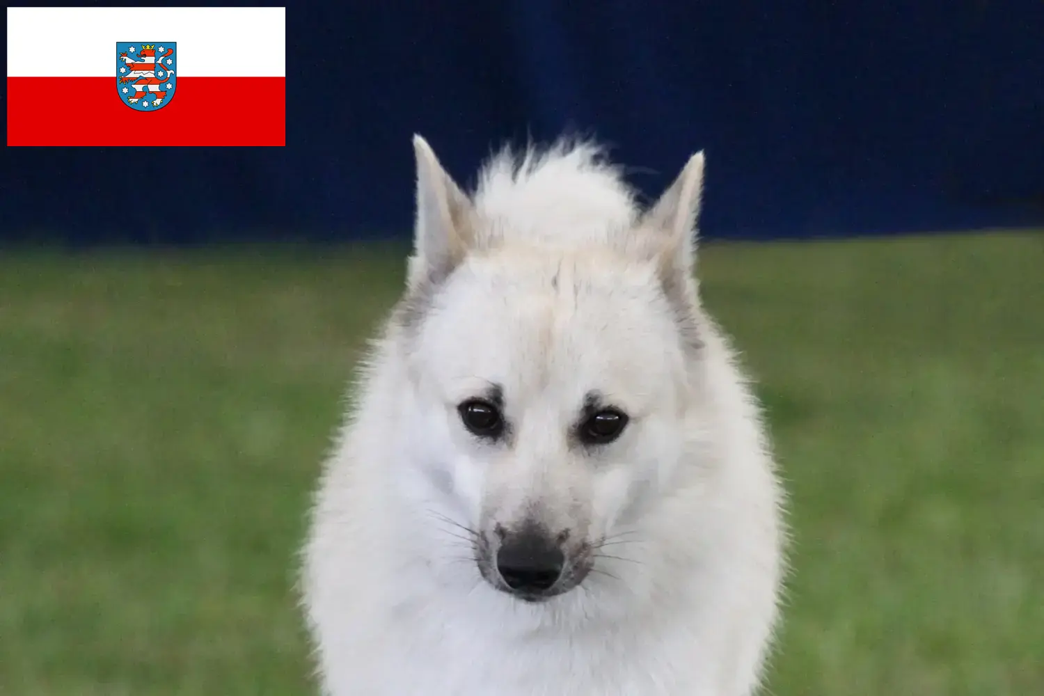 Read more about the article Norvég Buhund tenyésztő és kölykök Türingiában