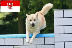 Read more about the article Norvég Buhund tenyésztők és kölykök Brandenburgban