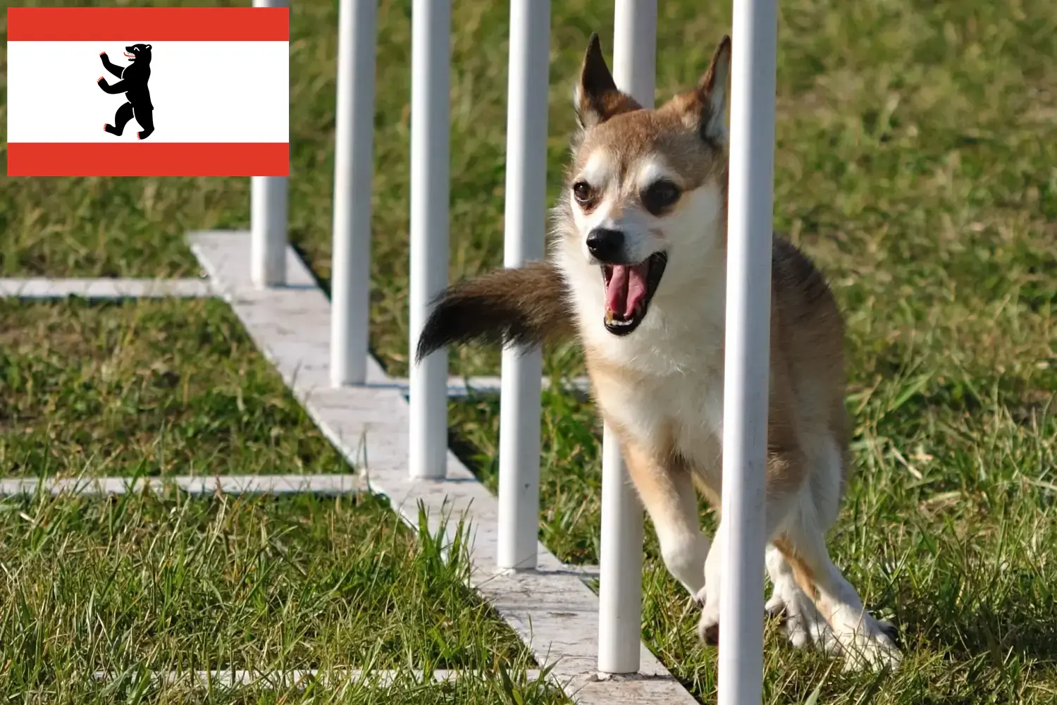 Read more about the article Norvég Lundehund tenyésztő és kölykök Berlinben