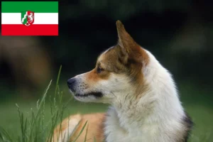 Read more about the article Norvég Lundehund tenyésztők és kiskutyák Észak-Rajna-Vesztfália területén