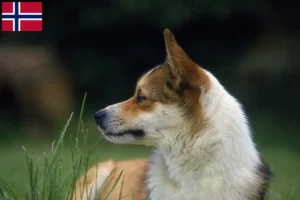 Read more about the article Norvég Lundehund tenyésztők és kölykök Norvégiában