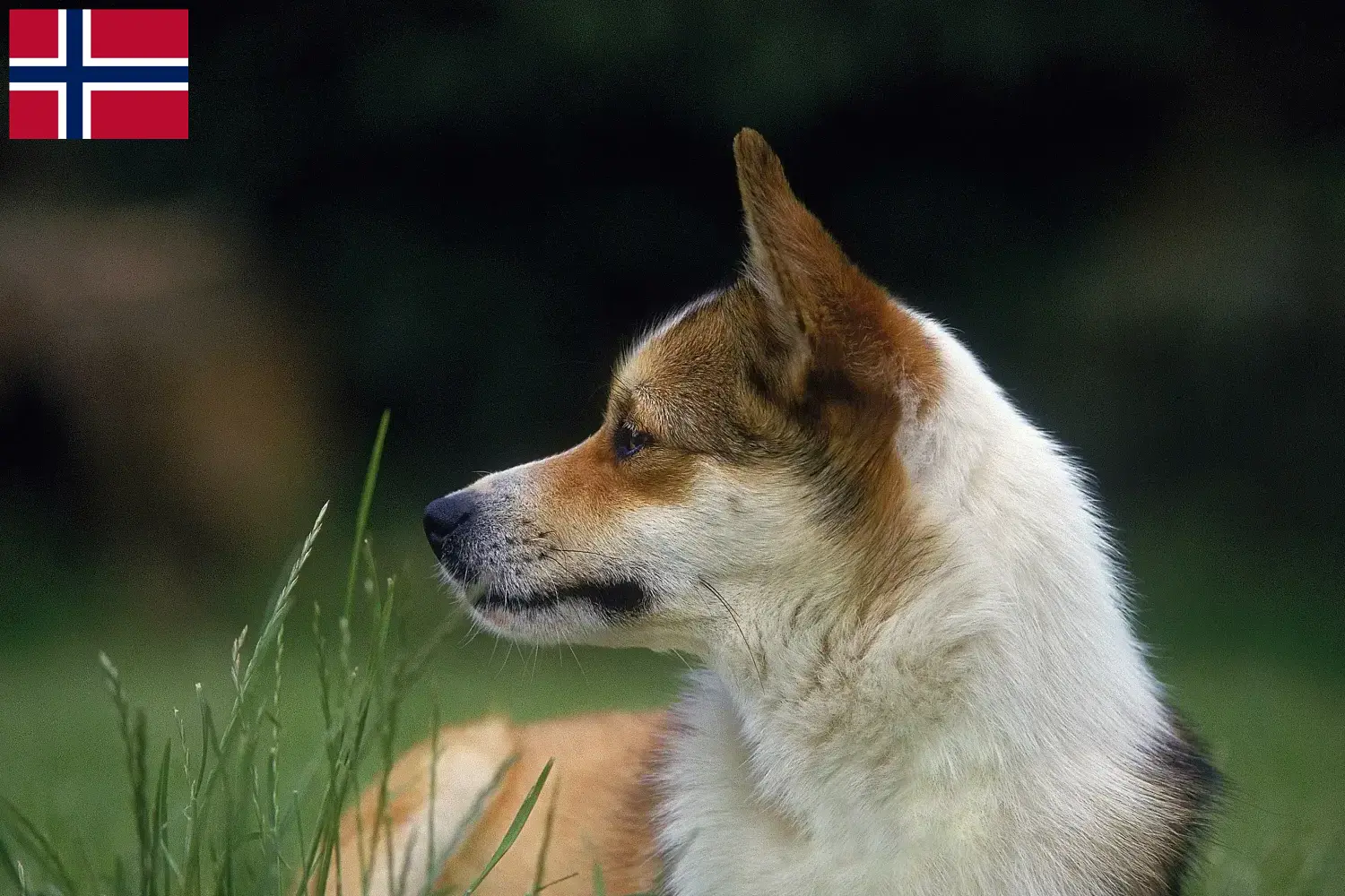 Read more about the article Norvég Lundehund tenyésztők és kölykök Norvégiában