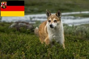 Read more about the article Norvég Lundehund tenyésztők és kölykök Rajna-vidék-Pfalzban