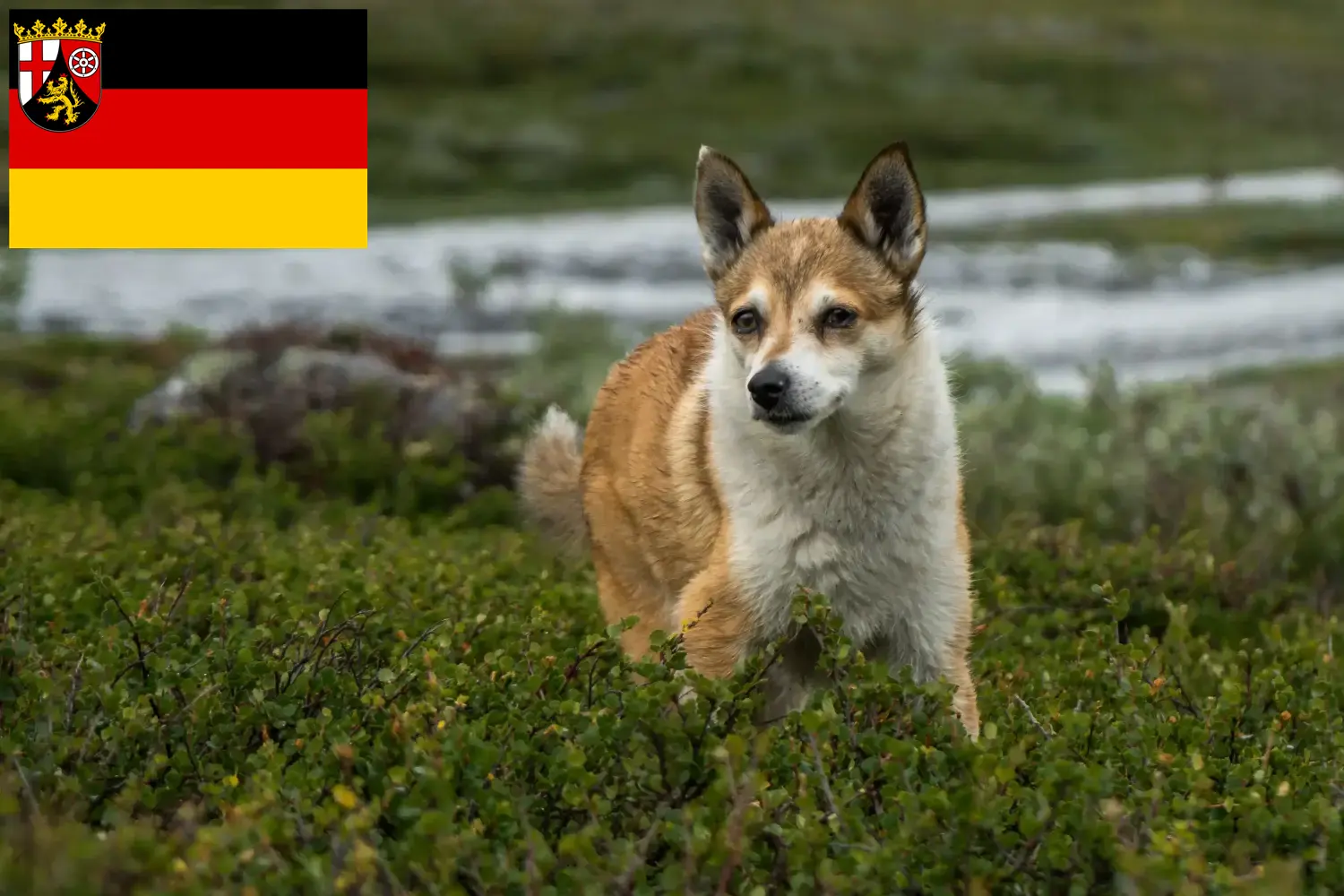 Read more about the article Norvég Lundehund tenyésztők és kölykök Rajna-vidék-Pfalzban
