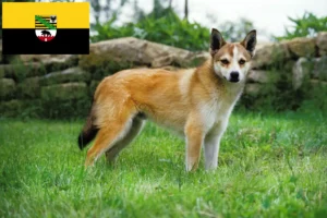 Read more about the article Norvég Lundehund tenyésztők és kölykök Szász-Anhaltban