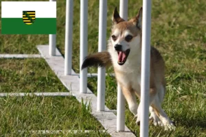 Read more about the article Norvég Lundehund tenyésztők és kölykök Szászországban