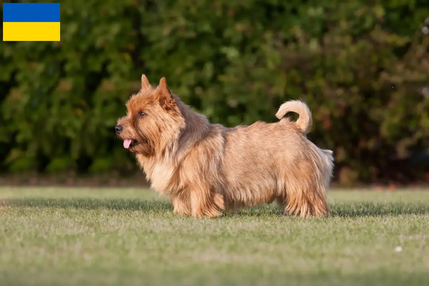 Norwich Terrier kölykök és tenyésztők Ukrajna Norwich terrier tenyésztőket Ukrajnában itt találsz.