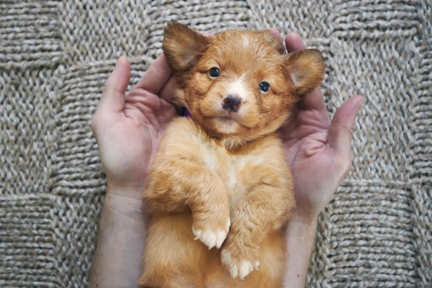 Egy Nova Scotia Duck Tolling Retriever kiskutya megvásárlása felelősségvállalást jelent! Vásároljon Nova Scotia Duck Tolling Retriever kiskutyákat.