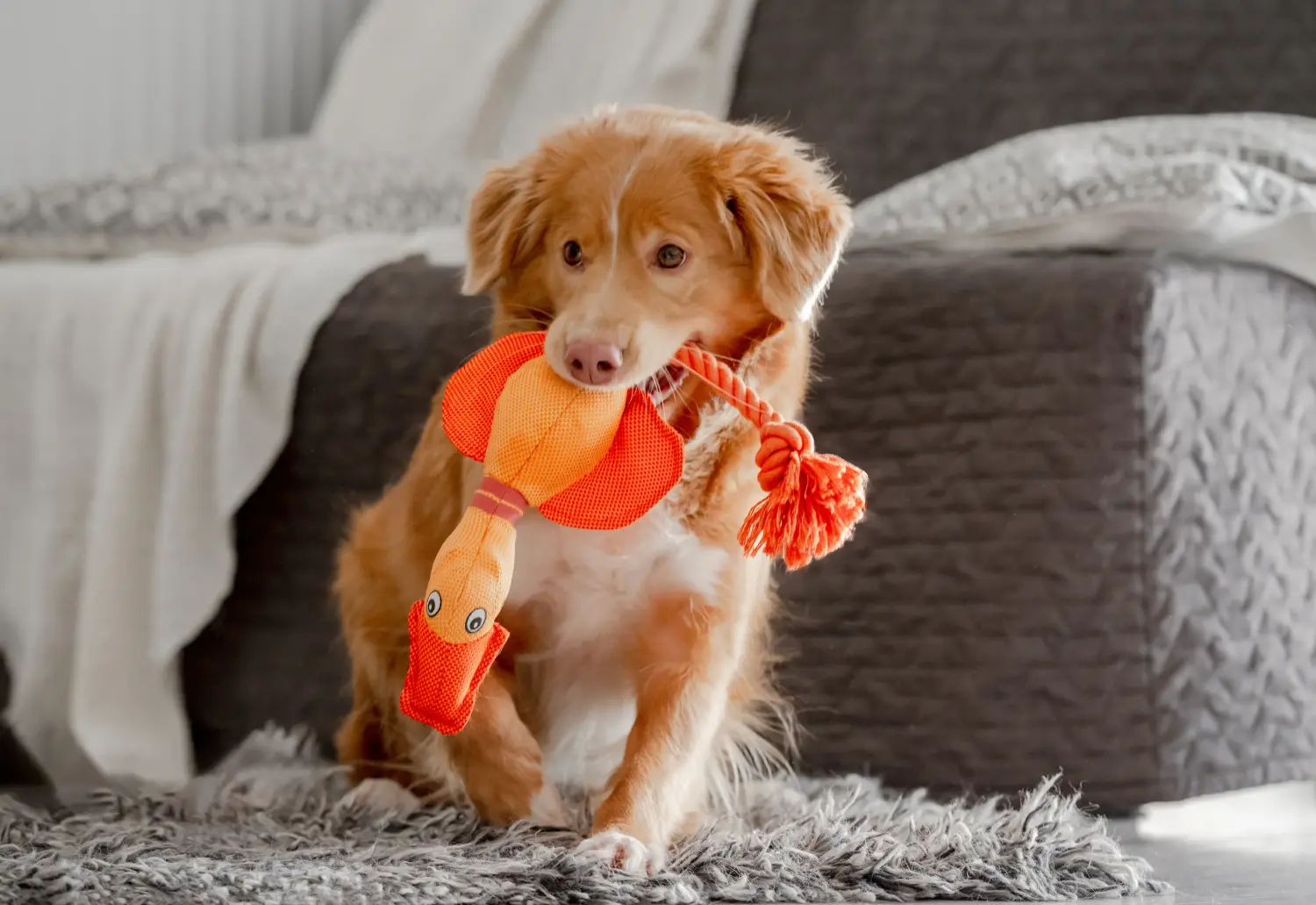 Egy Nova Scotia Duck Tolling Retriever kiskutya megvásárlása felelősségvállalást jelent! Vásároljon Nova Scotia Duck Tolling Retriever kiskutyákat.