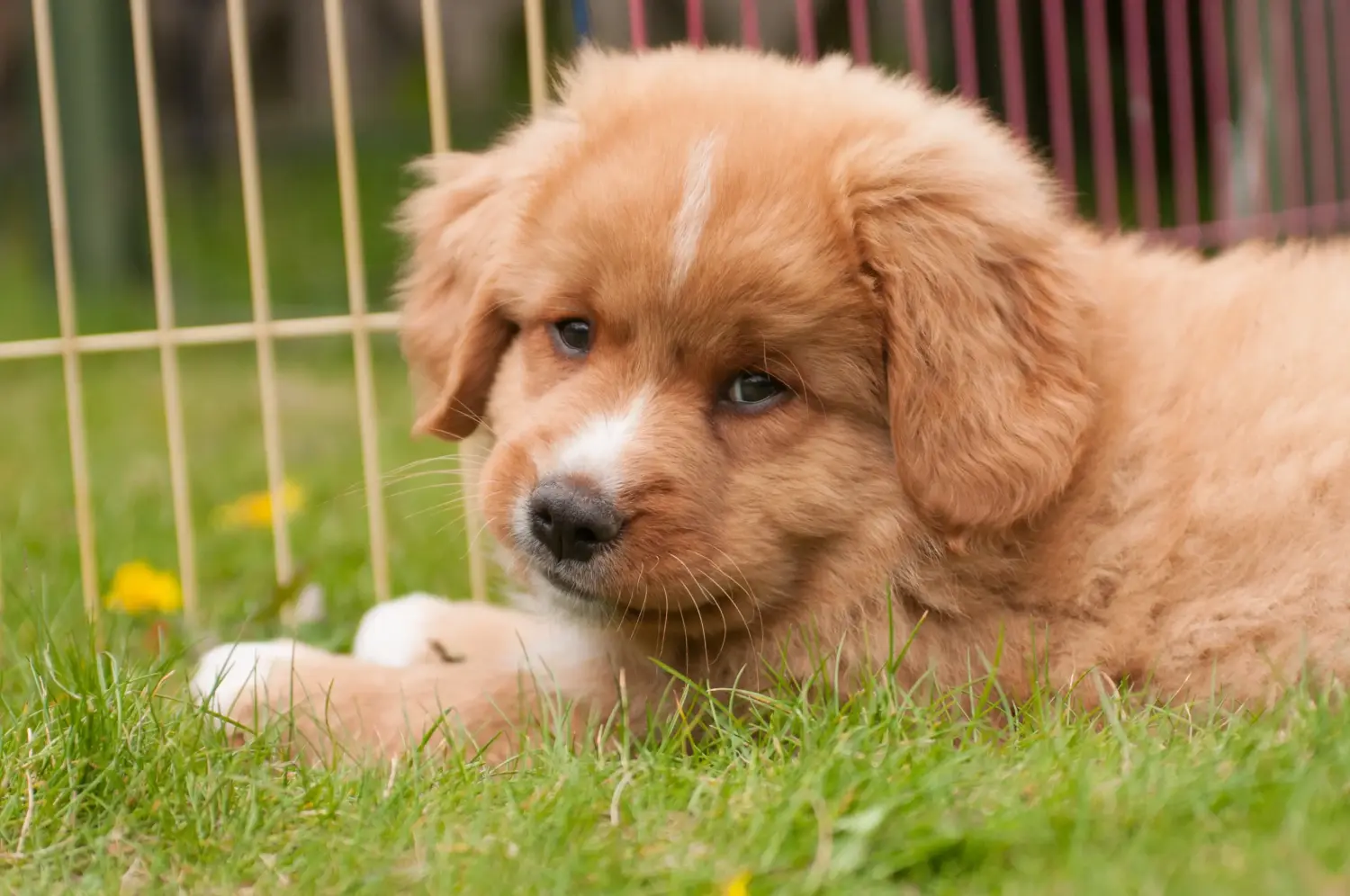 Egy Nova Scotia Duck Tolling Retriever kiskutya megvásárlása felelősségvállalást jelent! Vásároljon Nova Scotia Duck Tolling Retriever kiskutyákat.