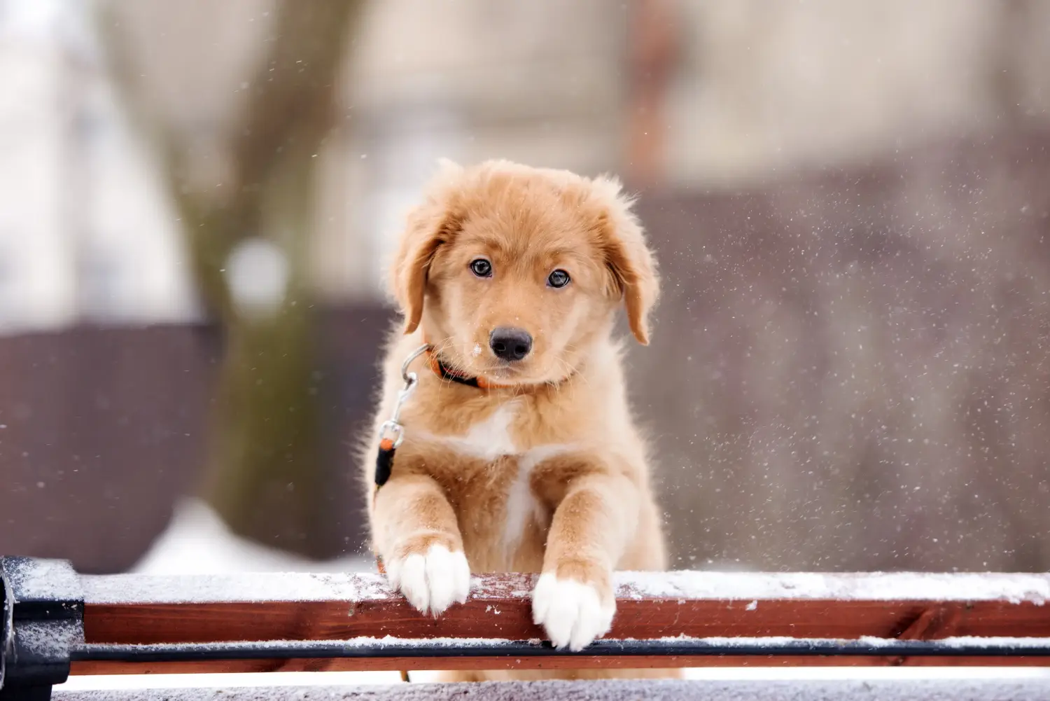 Egy Nova Scotia Duck Tolling Retriever kiskutya megvásárlása felelősségvállalást jelent! Vásároljon Nova Scotia Duck Tolling Retriever kiskutyákat.