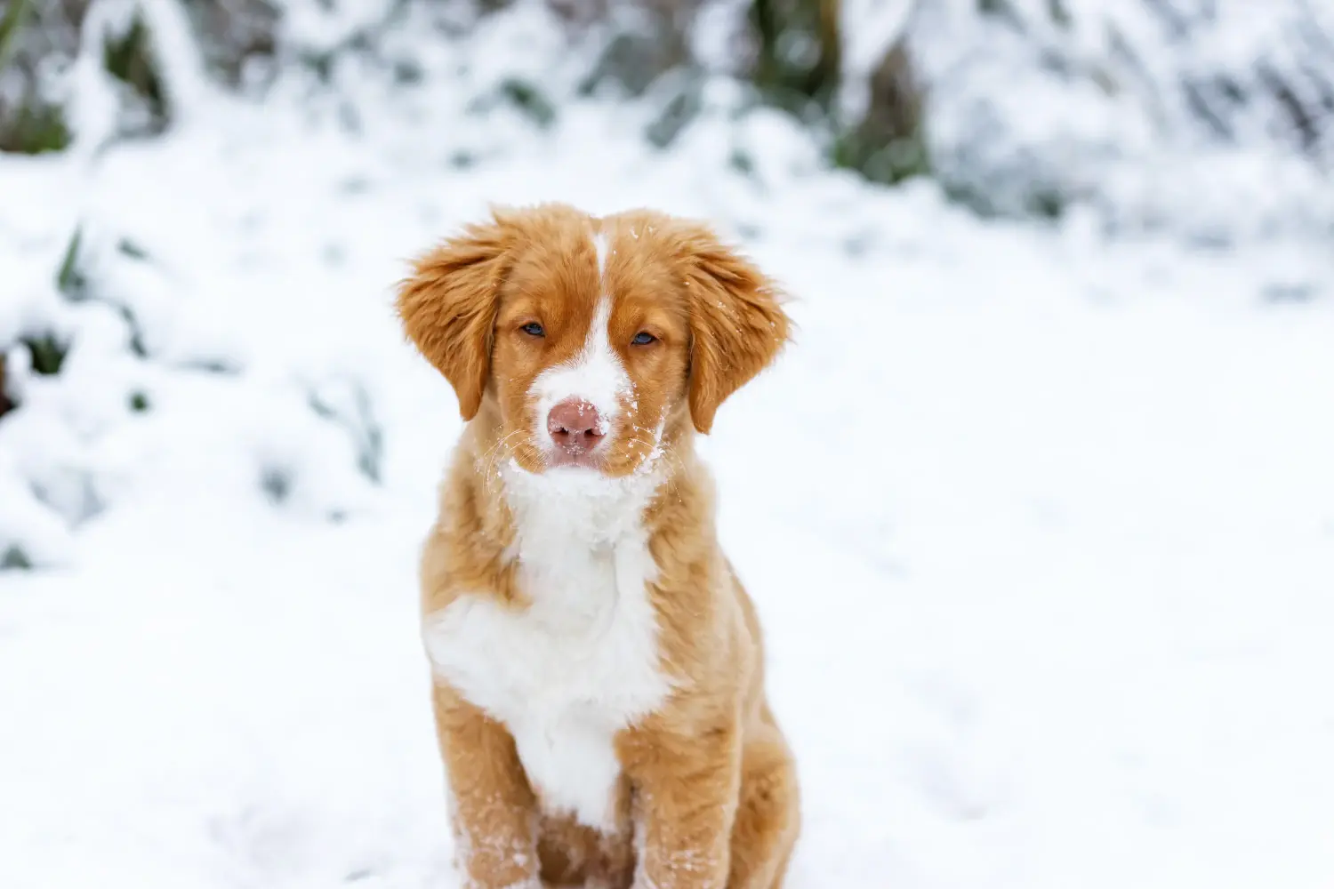 Egy Nova Scotia Duck Tolling Retriever kiskutya megvásárlása felelősségvállalást jelent! Vásároljon Nova Scotia Duck Tolling Retriever kiskutyákat.