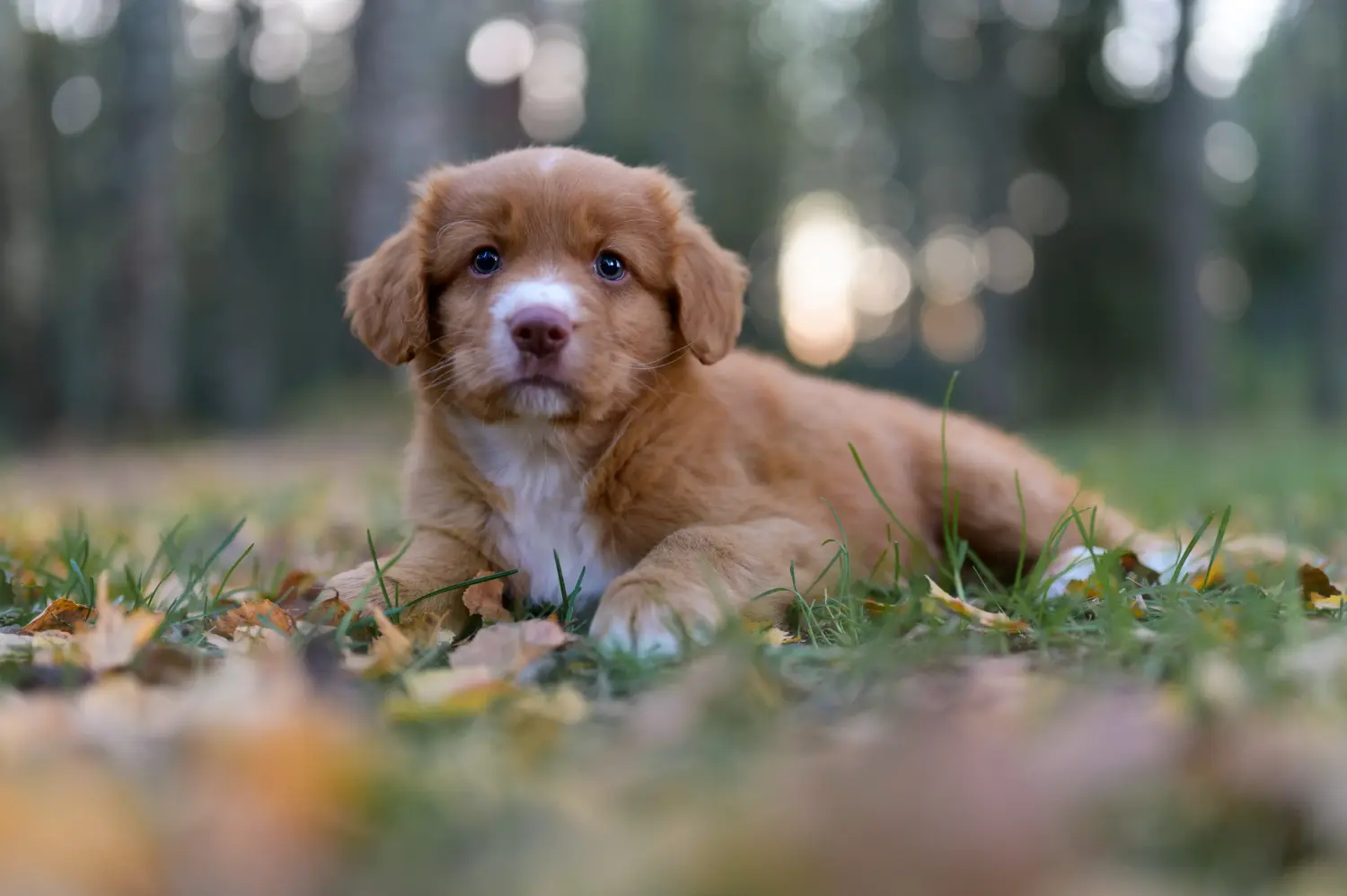 Egy Nova Scotia Duck Tolling Retriever kiskutya megvásárlása felelősségvállalást jelent! Vásároljon Nova Scotia Duck Tolling Retriever kiskutyákat.