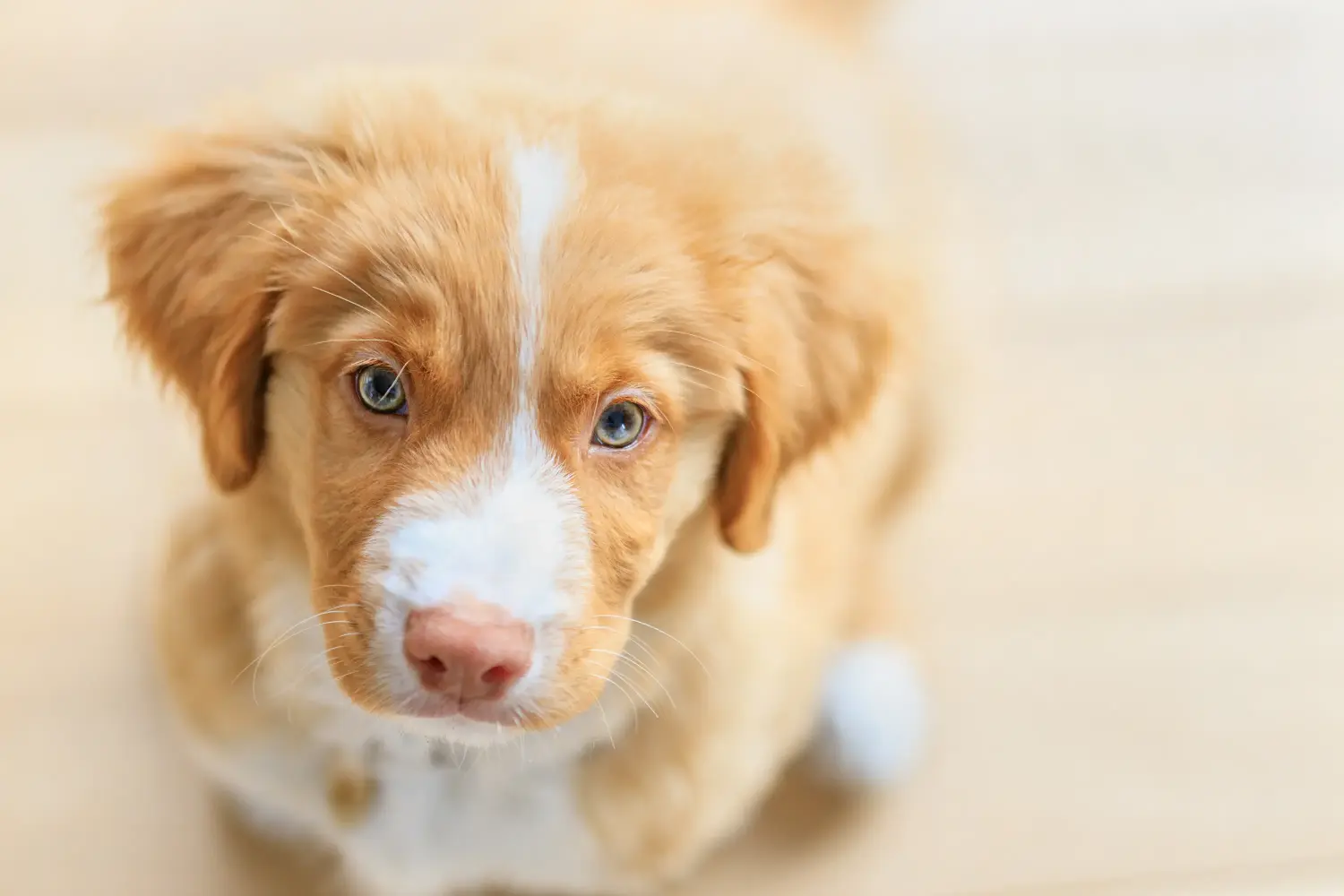 Egy Nova Scotia Duck Tolling Retriever kiskutya megvásárlása felelősségvállalást jelent! Vásároljon Nova Scotia Duck Tolling Retriever kiskutyákat.