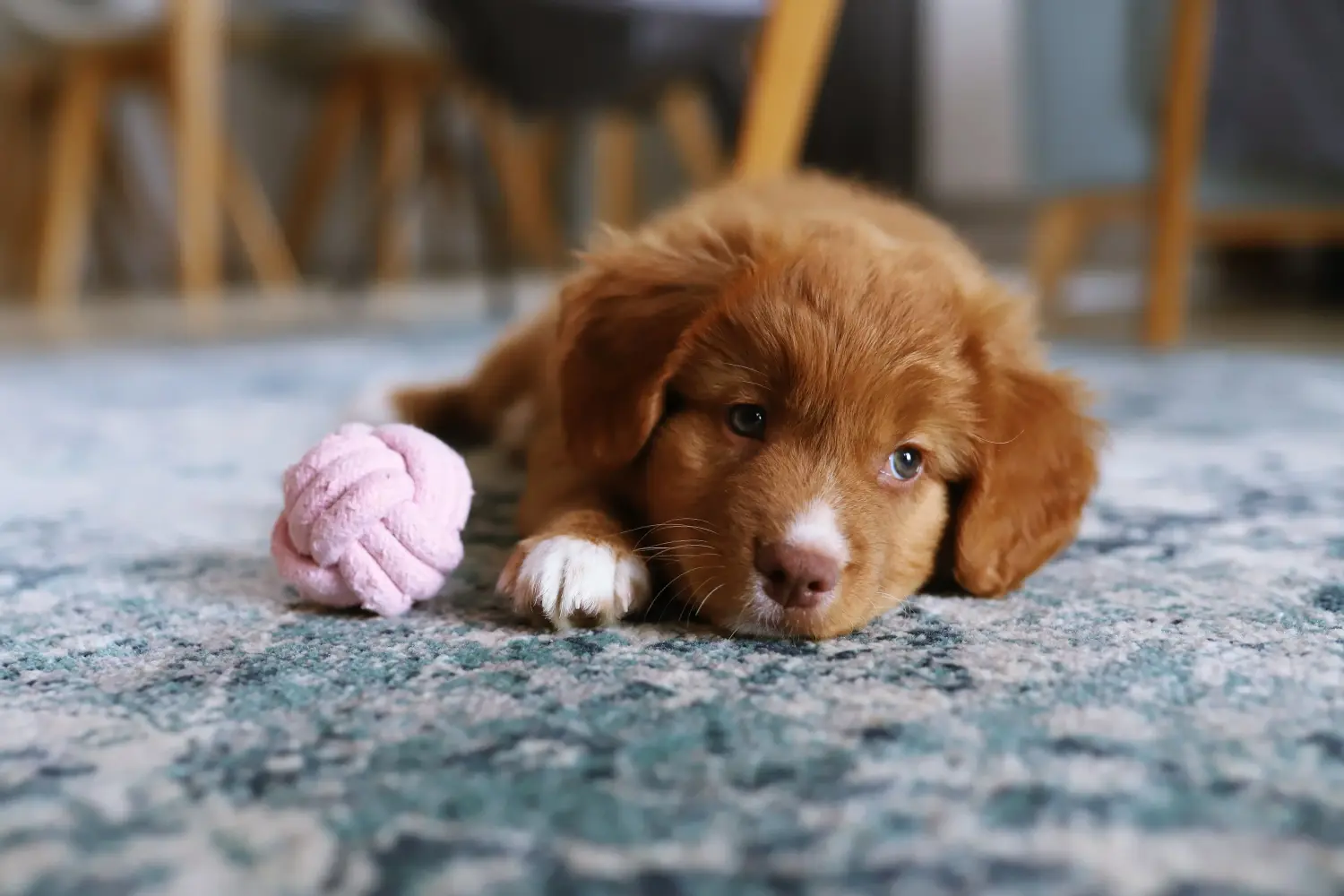 Egy Nova Scotia Duck Tolling Retriever kiskutya megvásárlása felelősségvállalást jelent! Vásároljon Nova Scotia Duck Tolling Retriever kiskutyákat.