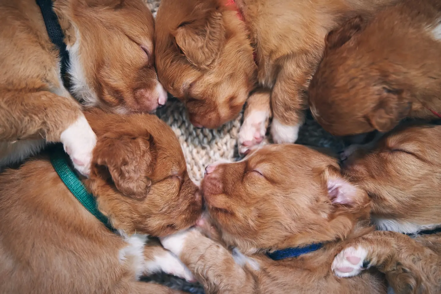Egy Nova Scotia Duck Tolling Retriever kiskutya megvásárlása felelősségvállalást jelent! Vásároljon Nova Scotia Duck Tolling Retriever kiskutyákat.