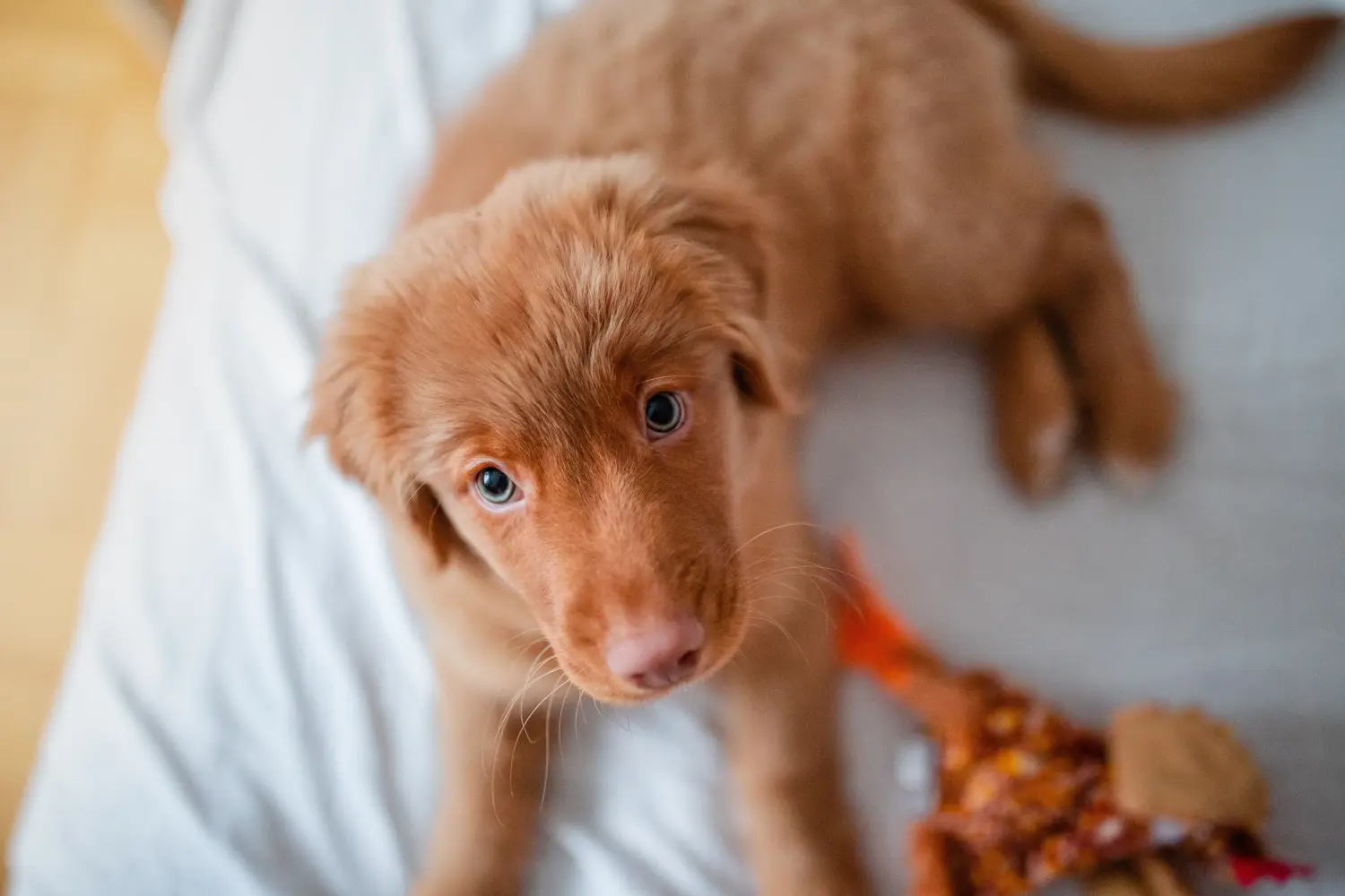 Egy Nova Scotia Duck Tolling Retriever kiskutya megvásárlása felelősségvállalást jelent! Vásároljon Nova Scotia Duck Tolling Retriever kiskutyákat.
