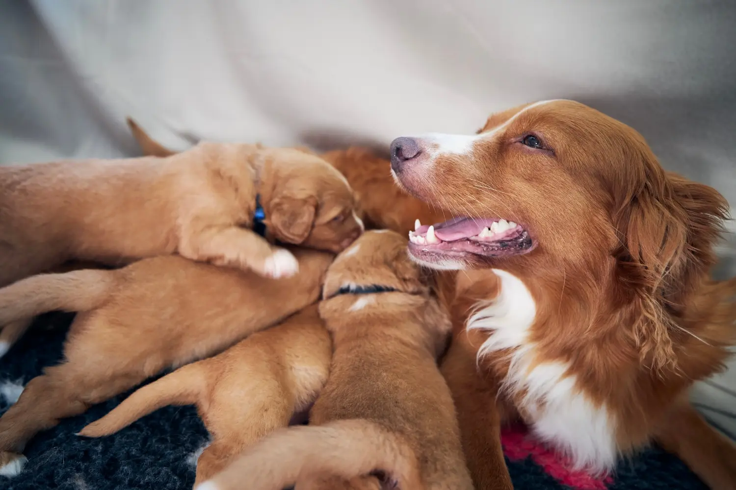 Egy Nova Scotia Duck Tolling Retriever kiskutya megvásárlása felelősségvállalást jelent! Vásároljon Nova Scotia Duck Tolling Retriever kiskutyákat.