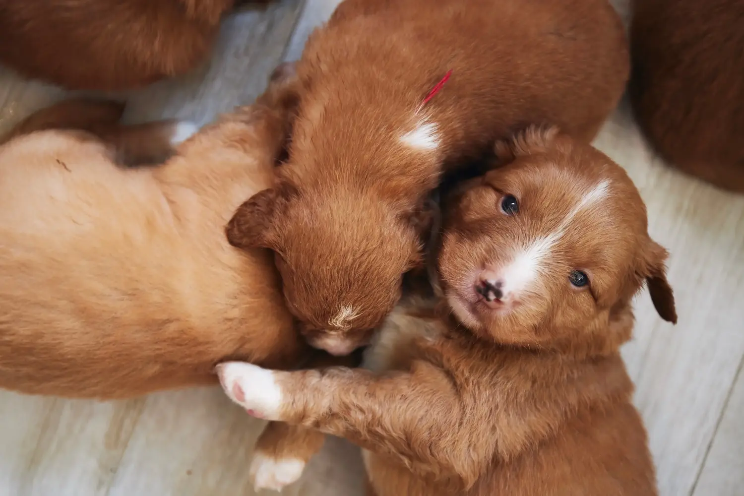 Egy Nova Scotia Duck Tolling Retriever kiskutya megvásárlása felelősségvállalást jelent! Vásároljon Nova Scotia Duck Tolling Retriever kiskutyákat.