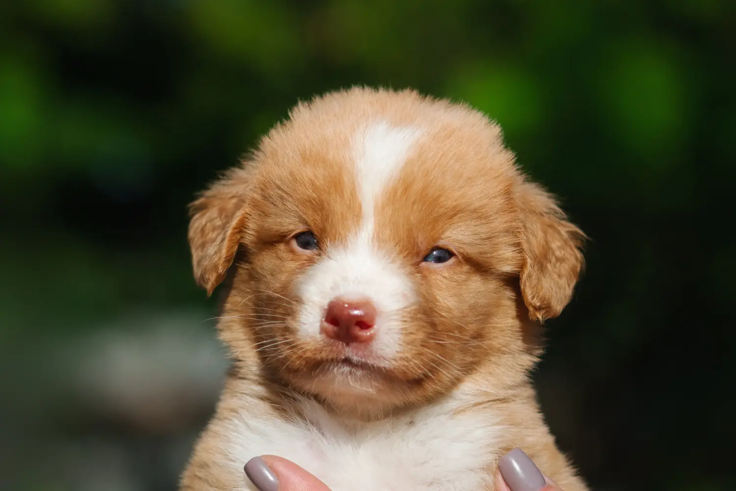 Egy Nova Scotia Duck Tolling Retriever kiskutya megvásárlása felelősségvállalást jelent! Vásároljon Nova Scotia Duck Tolling Retriever kiskutyákat.