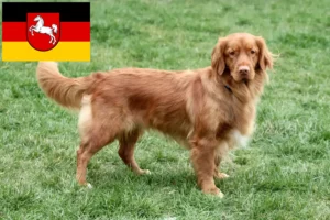 Read more about the article Nova Scotia Duck Tolling Retriever tenyésztők és kiskutyák Alsó-Szászországban
