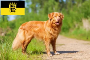Read more about the article Nova Scotia Duck Tolling Retriever tenyésztők és kölykök Baden-Württembergben