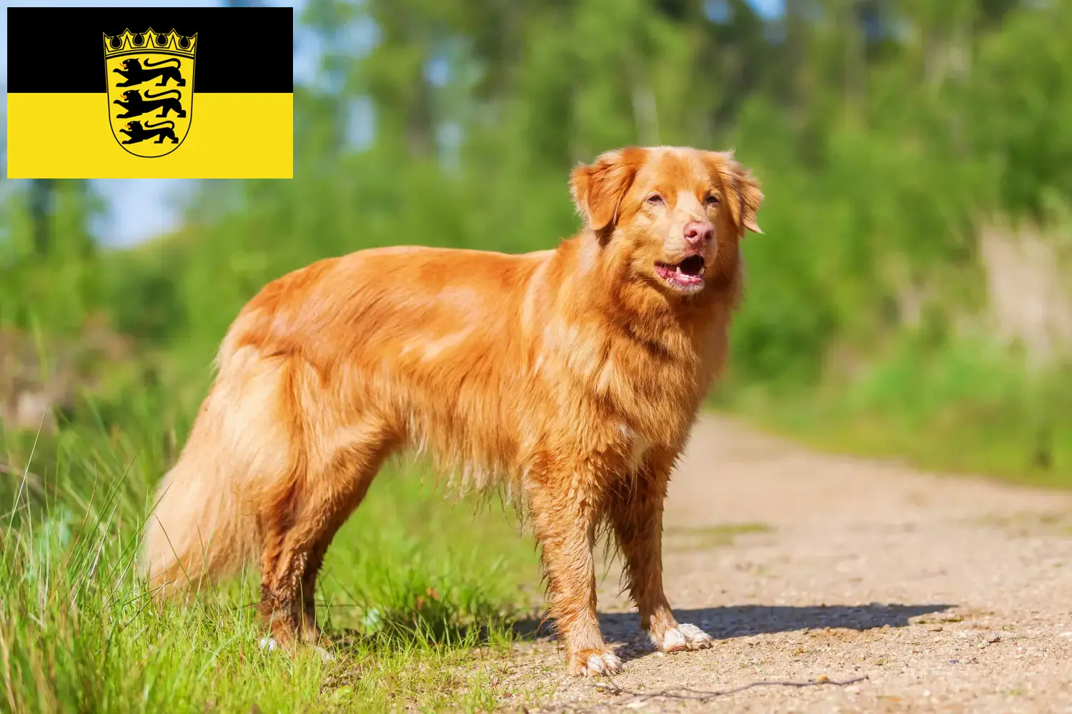 Read more about the article Nova Scotia Duck Tolling Retriever tenyésztők és kölykök Baden-Württembergben