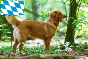 Read more about the article Nova Scotia Duck Tolling Retriever tenyésztők és kiskutyák Bajorországban