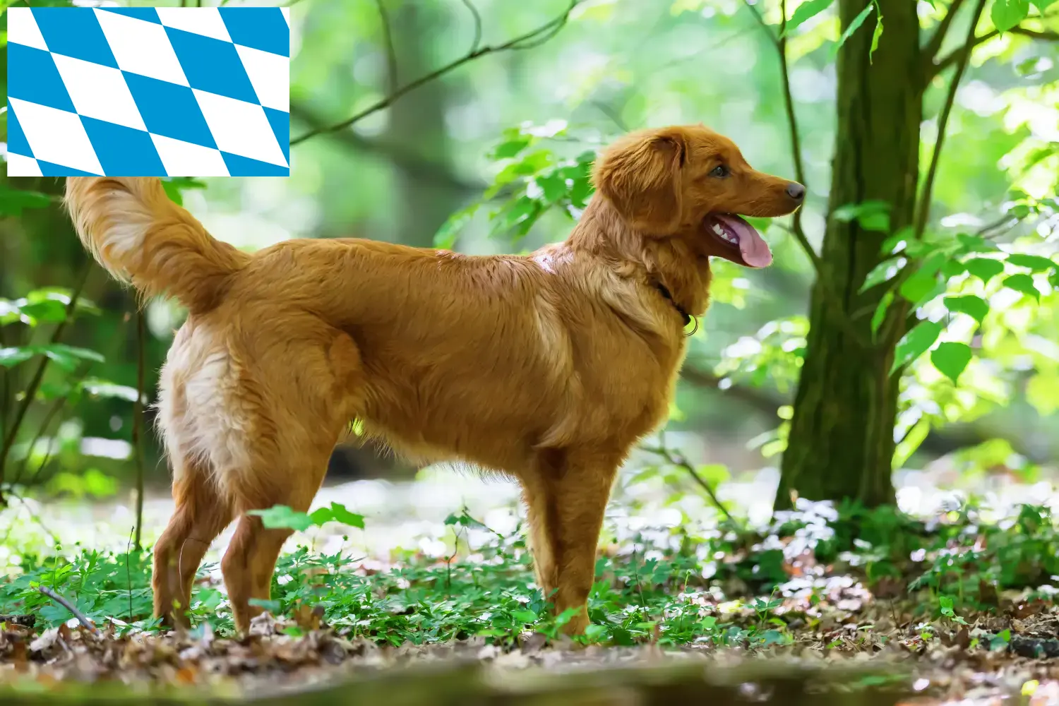 Read more about the article Nova Scotia Duck Tolling Retriever tenyésztők és kiskutyák Bajorországban
