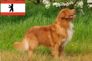 Read more about the article Nova Scotia Duck Tolling Retriever tenyésztők és kölykök Berlinben