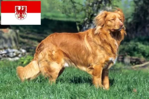 Read more about the article Nova Scotia Duck Tolling Retriever tenyésztők és kölykök Brandenburgban