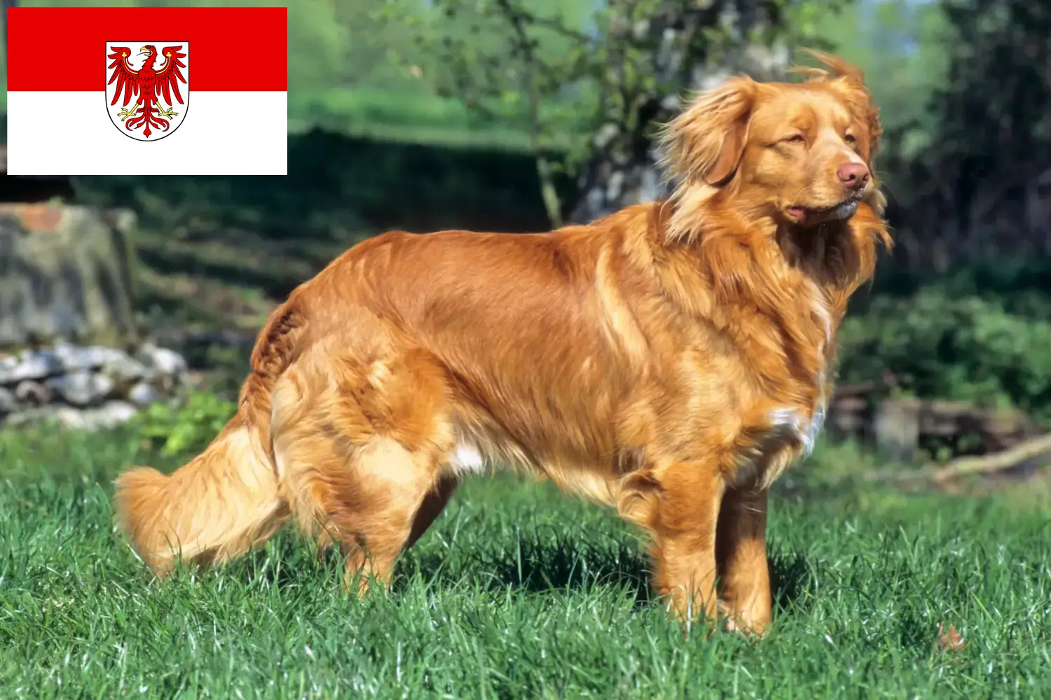Read more about the article Nova Scotia Duck Tolling Retriever tenyésztők és kölykök Brandenburgban