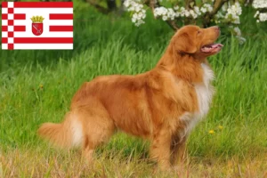 Read more about the article Nova Scotia Duck Tolling Retriever tenyésztők és kiskutyák Brémában